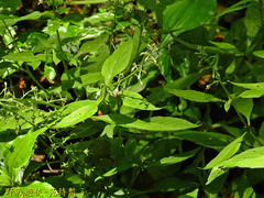 Lysimachia decurrens