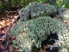 Cladonia deformis
