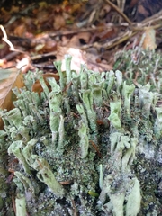 Cladonia deformis