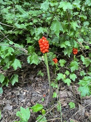 Arum maculatum