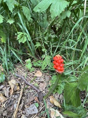 Arum maculatum