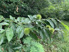 Castanea crenata