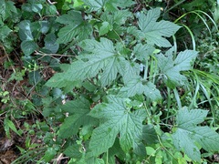 Rubus crataegifolius