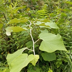 Rubus paniculatus