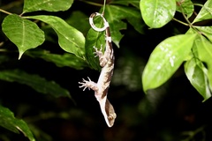 Irian Bow-Fingered Gecko photo 2