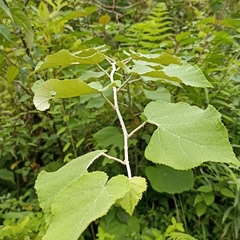 Rubus paniculatus