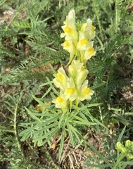 Linaria vulgaris