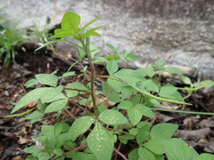 Sieruela rutidosperma image