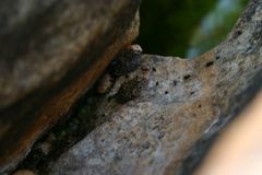Litoria meiriana