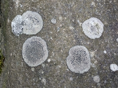 Rhizocarpon petraeum