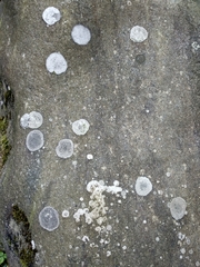 Rhizocarpon petraeum