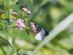 Delias eumolpe