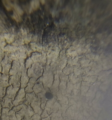 Rhizocarpon petraeum