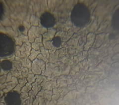 Rhizocarpon petraeum