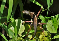 Eutropis carinata