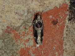 Pseudochelaria walsinghami