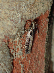Pseudochelaria walsinghami