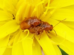 Neocrepidodera transversa