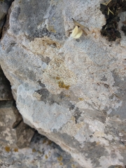 Xanthocarpia ochracea