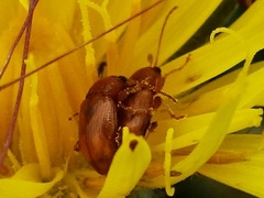 Neocrepidodera transversa