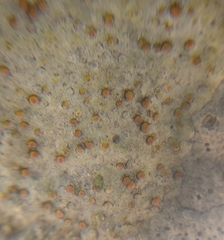 Xanthocarpia ochracea