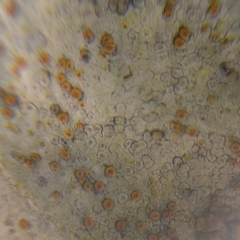 Xanthocarpia ochracea