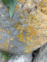 Leproplaca cirrochroa