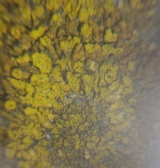 Leproplaca cirrochroa