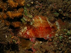 Cheilinus oxycephalus