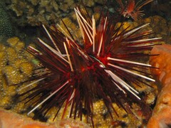 Echinothrix