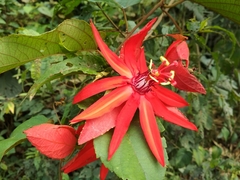 Passiflora miniata