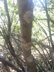 Septobasidium orbiculare