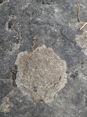 Protoblastenia rupestris