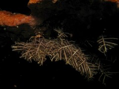 Macrorhynchia phoenicea