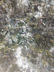 Bilimbia sabuletorum