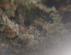 Bilimbia sabuletorum