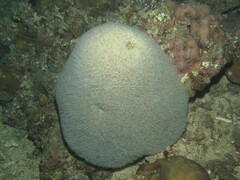 Physogyra lichtensteini