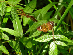 Celaenorrhinus horishanus