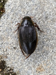 Dytiscus dimidiatus
