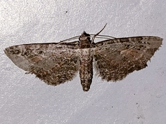 Eupithecia icterata