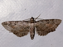 Eupithecia icterata