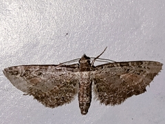 Eupithecia icterata