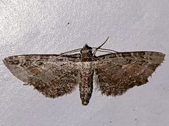 Eupithecia icterata