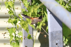 Rhipidura dryas