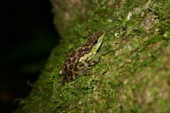 Staurois guttatus