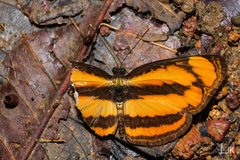 Pantoporia paraka