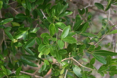 Searsia natalensis