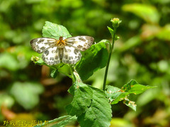 Abraximorpha davidii ermasis