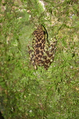 Staurois guttatus