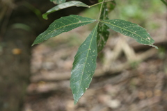 Allophylus natalensis